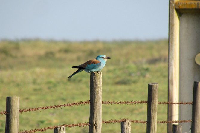 laid-back-birdwatching-week