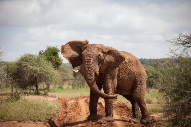 Laikipia: Loisaba Star Beds 2-Night Safari + Transfers - Final Thoughts
