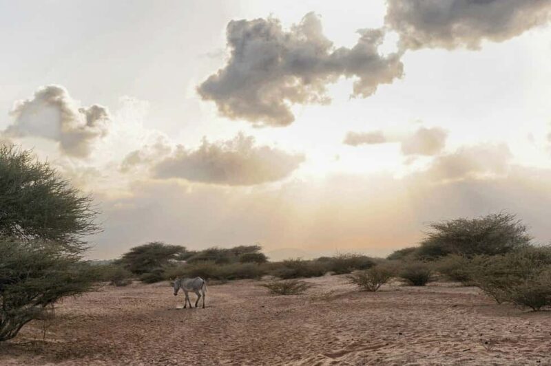 Lake Assal and Salt Flats: A Tour from Djibouti - Who Will Love This Tour?