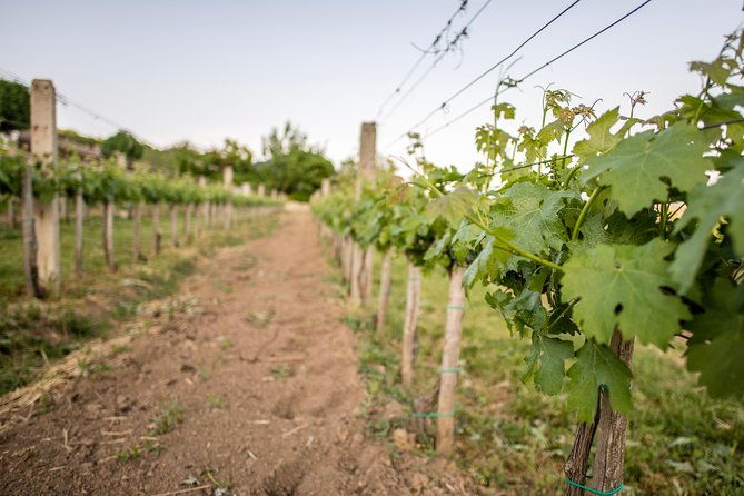 lake-balaton-full-day-private-wine-tour
