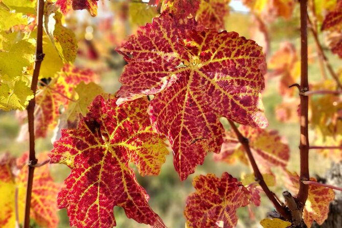 lake-balaton-private-wine-tasting-and-sightseeing-from-budapest