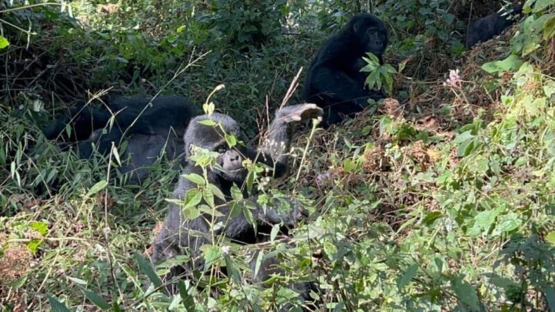 Lake Bunyonyi: Mgahinga Gorilla National Park Day Trip - Key Points