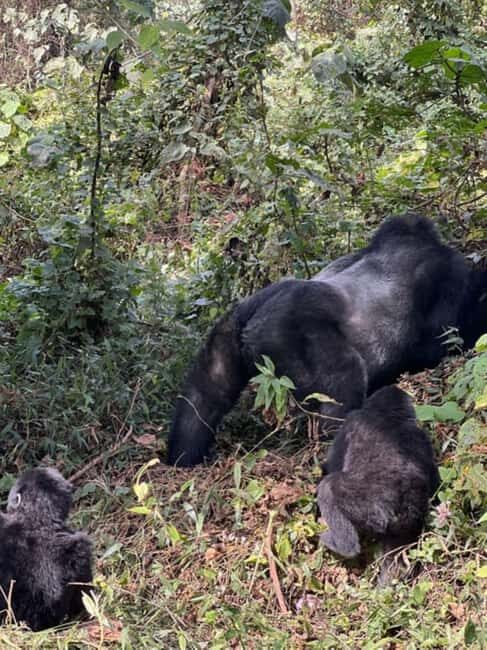 Lake Bunyonyi: Mgahinga Gorilla National Park Day Trip - Exploring the Journey: From Lake Bunyonyi to Mgahinga