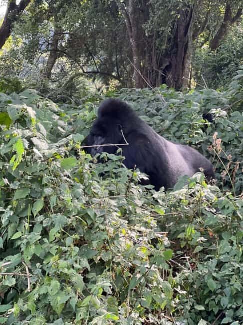 Lake Bunyonyi: Mgahinga Gorilla National Park Day Trip - Returning and Reflecting