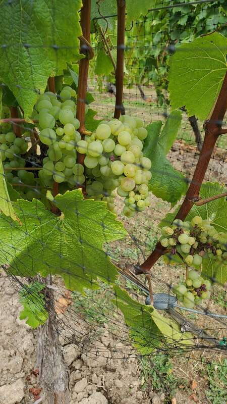lake-country-wine-tour-full-day