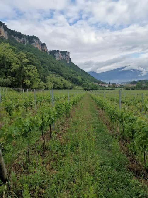 LAKE GARDA: VINEYARD AND WINERY TOUR - Lake Garda: Vineyard and Winery Tour — An Authentic Taste of Lombardy’s Wine Heritage