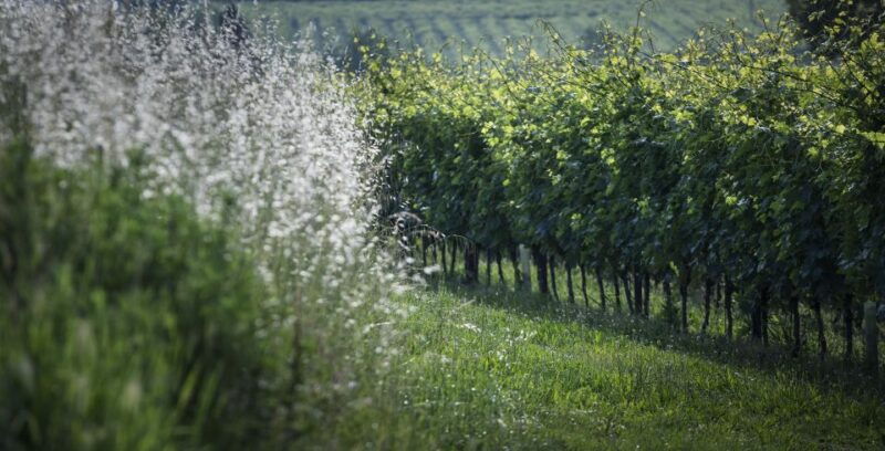 lake-garda-wine-tour-and-tasting-experience-in-bardolino