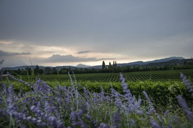 lake-garda-wine-tour-and-tasting-experience-in-bardolino