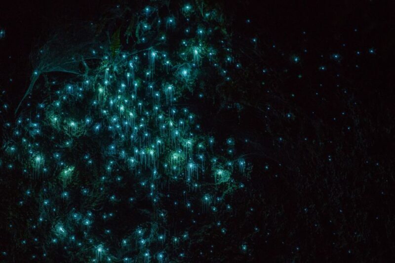 Lake Karapiro: Evening Kayak Glowworm Tour - Meeting Point & Accessibility