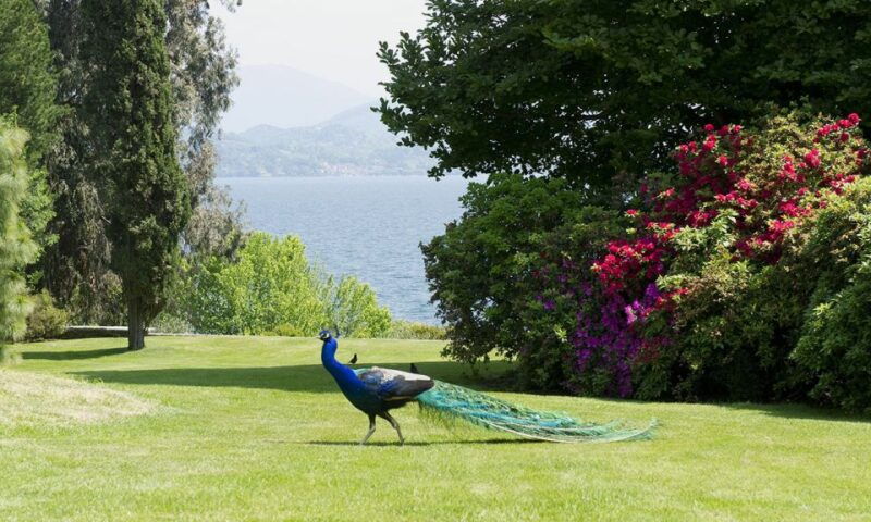lake-maggiore-borromean-islands-tickets-with-boat-transfer