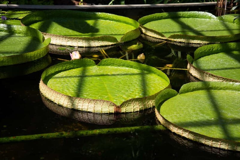 Lake Maggiore Gourmet: Gardens, Lake Cruise, & Food Tasting - Exploring Lake Maggiore: Gardens, Lake Cruise & Food Tasting in One Day