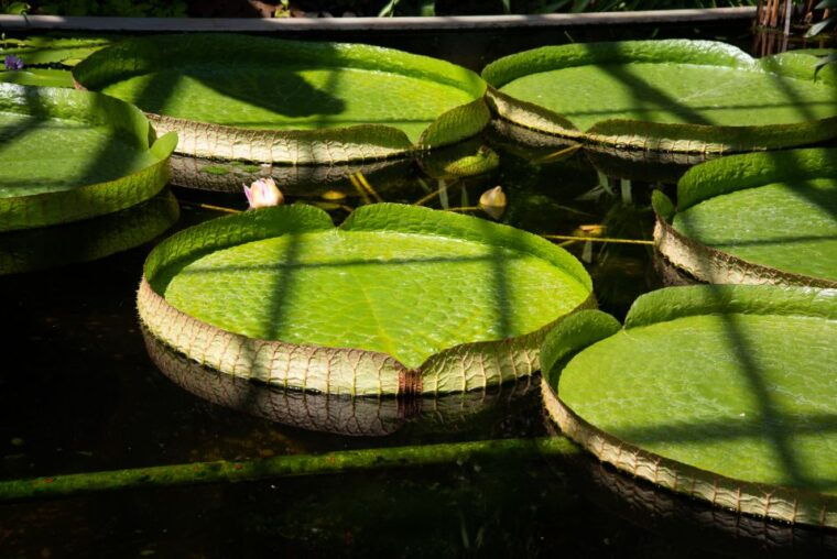 lake-maggiore-gourmet-gardens-lake-cruise-food-tasting