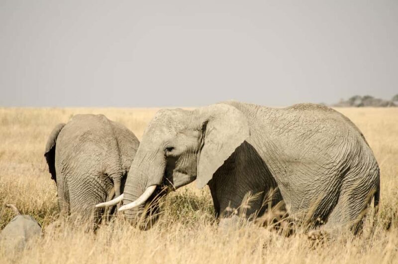 Lake Manyara: 3-Day Safari - Overview and Whats Included