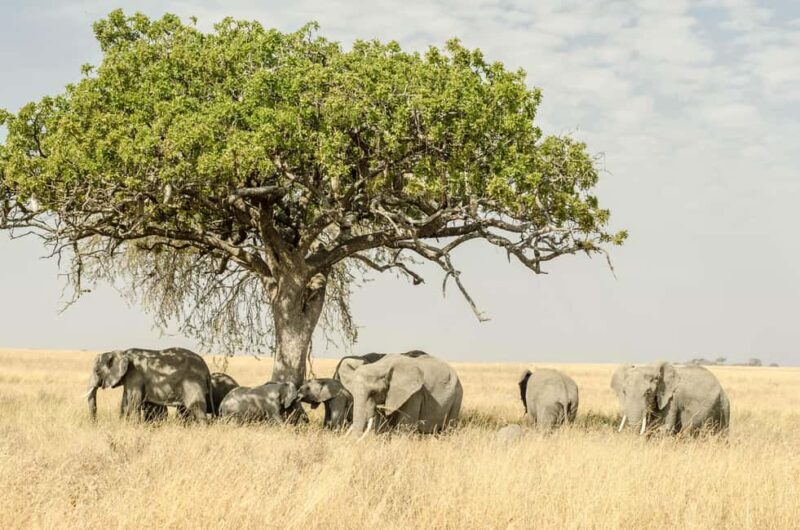 Lake Manyara: 3-Day Safari - Day 2: The Magnificence of Ngorongoro Crater