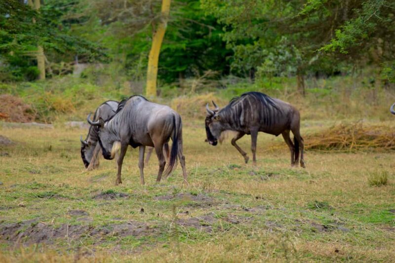 Lake Manyara Day Trip:Canoeing, Treetop Walkway,& Game Drive - Key Points
