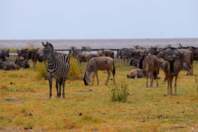 Lake Manyara Day Trip:Canoeing, Treetop Walkway,& Game Drive - The Value of the Experience