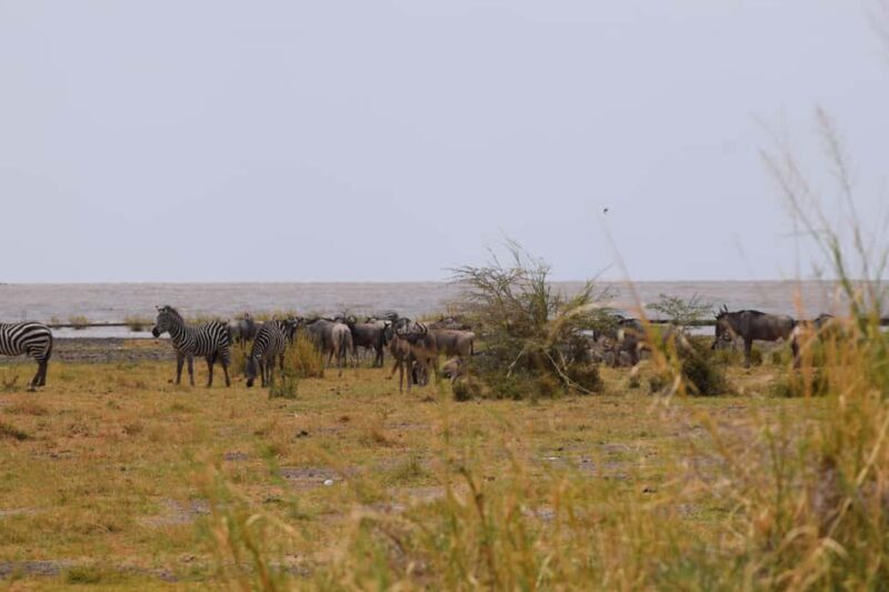 Lake Manyara Day Trip:Canoeing, Treetop Walkway,& Game Drive - Who Should Consider This Tour?