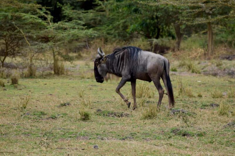 Lake Manyara Day Trip:Canoeing, Treetop Walkway,& Game Drive - Final Thoughts