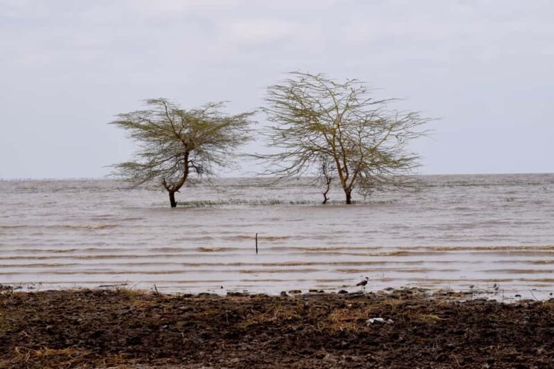Lake Manyara Day Trip:Canoeing, Treetop Walkway,& Game Drive - FAQ