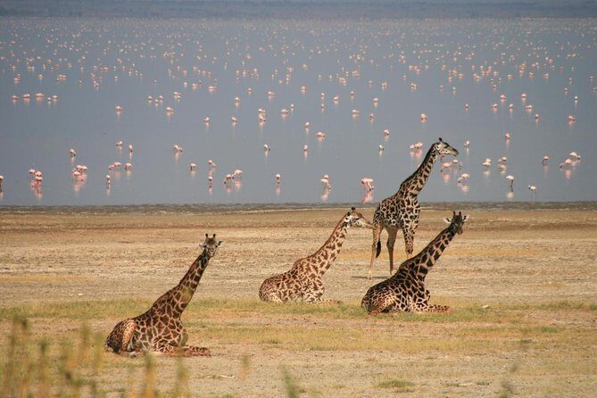 Lake Manyara Guided Day Tour from Arusha - Key Points