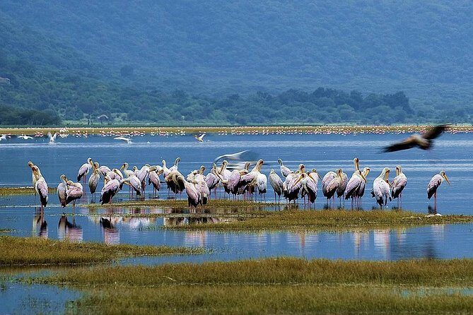 Lake Manyara Guided Day Tour from Arusha - Detailed Breakdown of the Experience