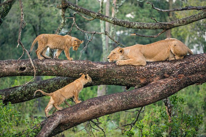 Lake Manyara Guided Day Tour from Arusha - Who Should Consider This Tour?