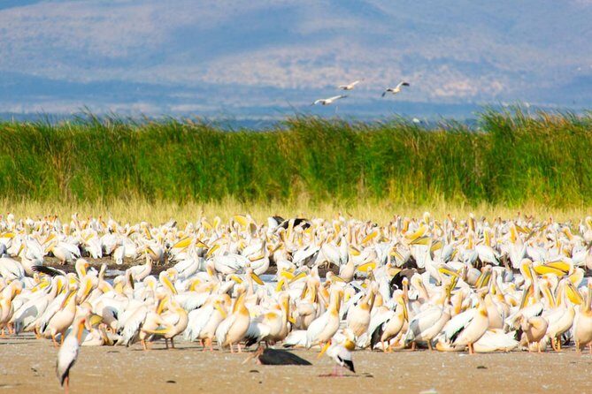 Lake Manyara Guided Day Tour from Arusha - Final Thoughts