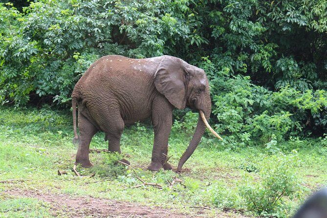 Lake Manyara Guided Day Tour from Arusha - FAQs