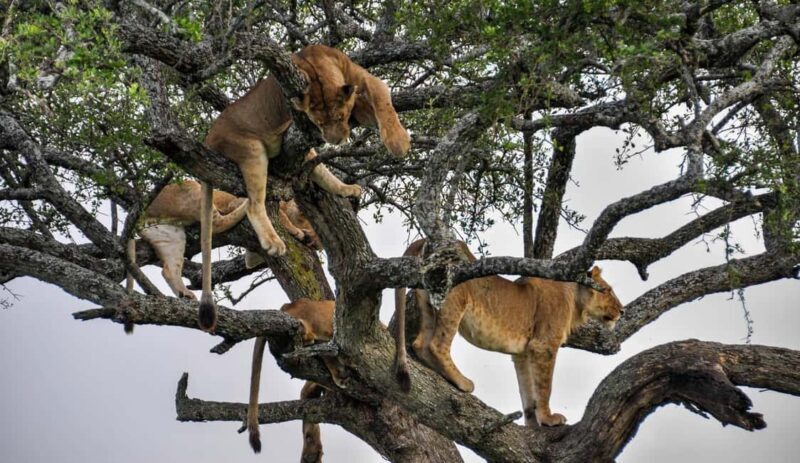 Lake Manyara National Park Day Trip - Key Points