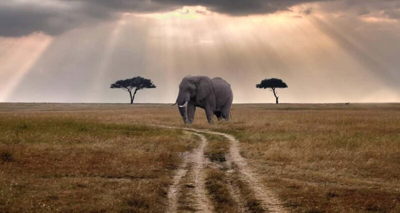 Lake Manyara National Park Day Trip - Activities and Optional Experiences