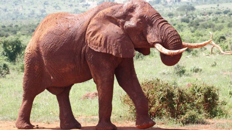 Lake Manyara National Park Day Trip - The Guide and the Experience