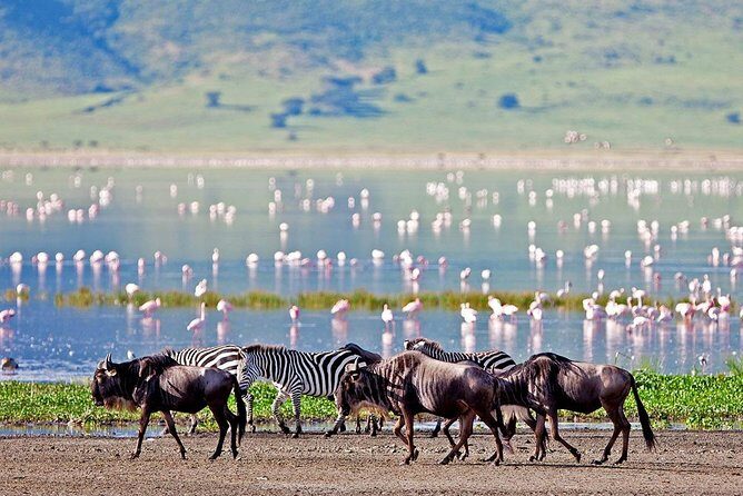 Lake Manyara National Park Full-Day Tour from Arusha - The Experience: What to Expect on the Full-Day Tour