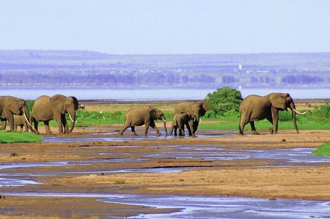 Lake Manyara National Park Full-Day Tour from Arusha - The Sum Up