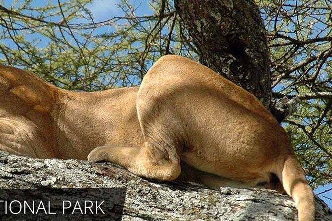 Lake Manyara National Park Full-Day Tour from Arusha - Frequently Asked Questions