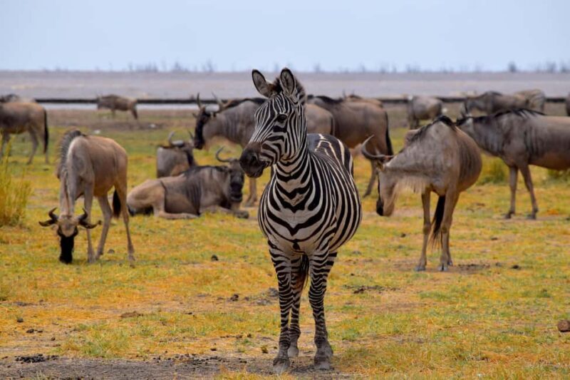 Lake Manyara Overnight Trip with Canoeing & Treetop Walkway - What Makes Lake Manyara Special?