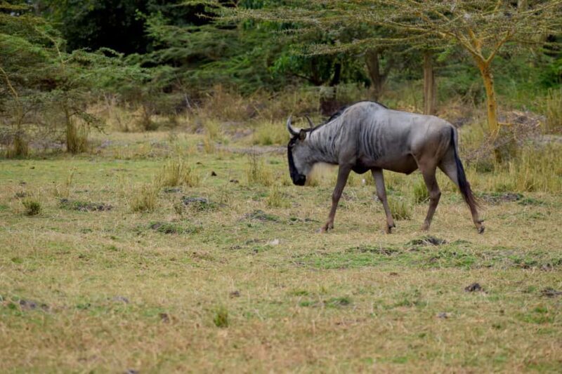 Lake Manyara Overnight Trip with Canoeing & Treetop Walkway - Accommodation & Meals