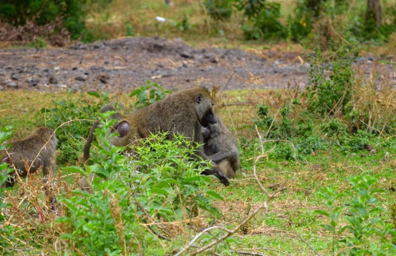 Lake Manyara Overnight Trip with Canoeing & Treetop Walkway - Pricing & Overall Value