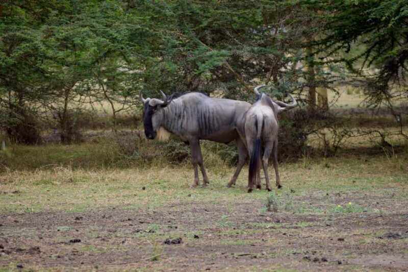 Lake Manyara Overnight Trip with Canoeing & Treetop Walkway - Who Is This Tour Best For?