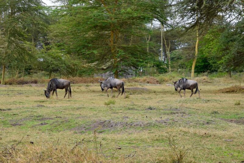 Lake Manyara Overnight Trip with Canoeing & Treetop Walkway - Final Thoughts