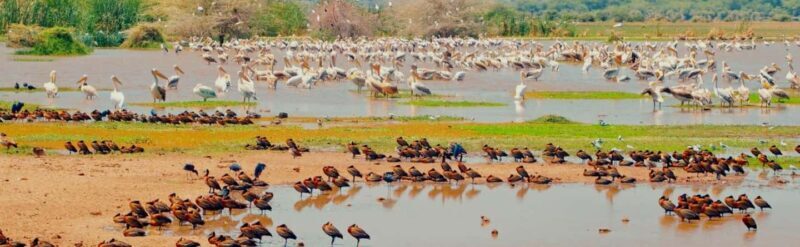 Lake Manyara: The best of Day Trip from Arusha - Key Points