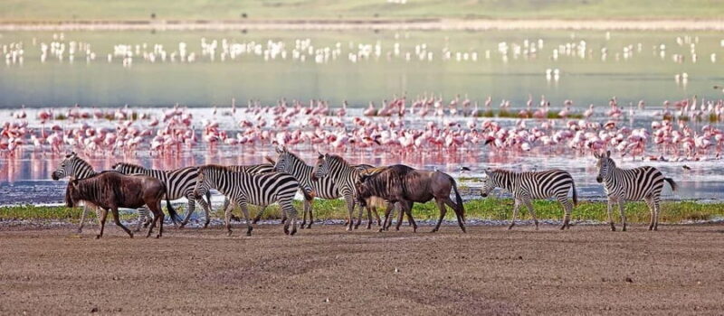Lake Manyara: The best of Day Trip from Arusha - The Real Experience: What Travelers Say