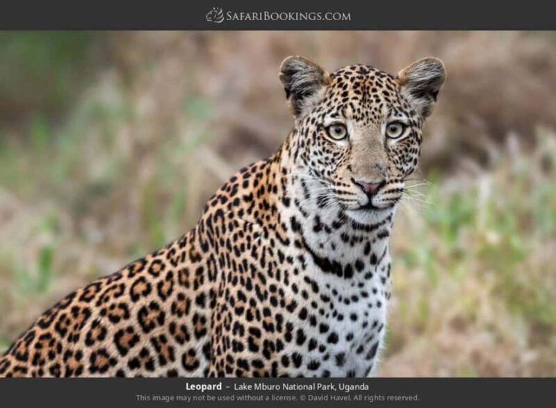 Lake Mburo National Park: Guided 3-Day Wildlife Safari - Key Points  