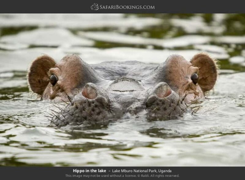 Lake Mburo National Park: Guided 3-Day Wildlife Safari - Exploring Lake Mburo’s Unique Appeal  