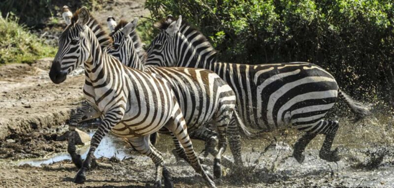 Lake Mburo National Park: Guided 3-Day Wildlife Safari - What Travelers Appreciate Most  