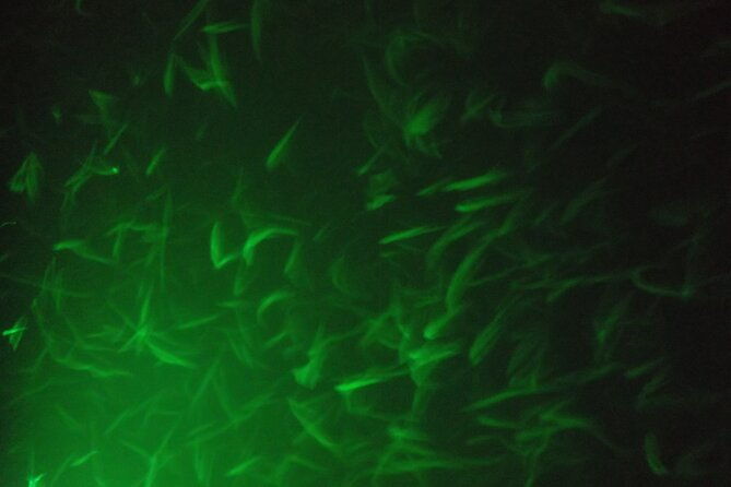 lake-mead-striped-bass-fishing-getaway