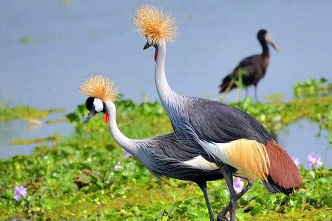Lake Naivasha & Crescent island day trip. - Key Points
