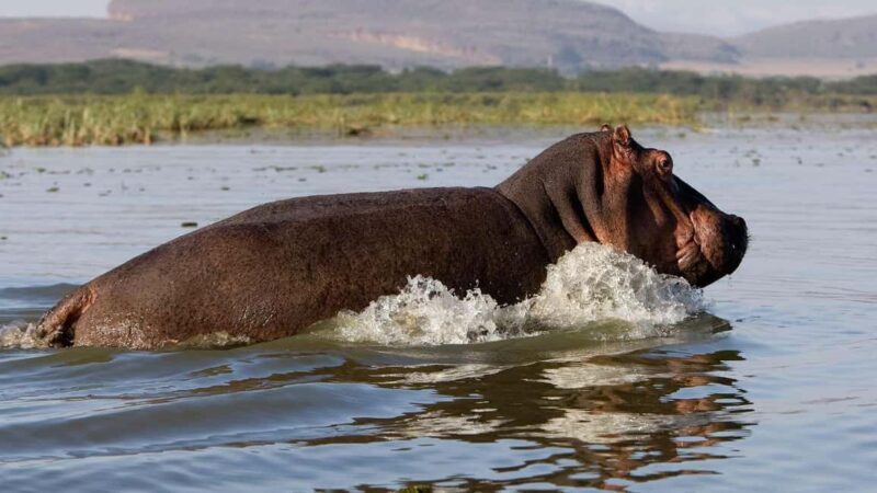 Lake Naivasha: Crescent Island Game Sanctuary - Introduction