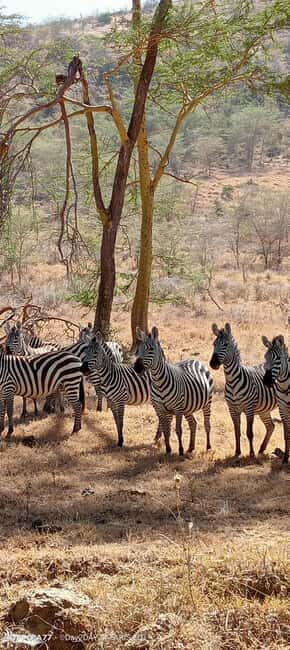 Lake Naivasha: Crescent Island Game Sanctuary - Key Points