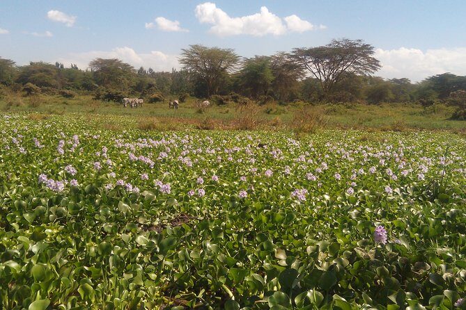 Lake Naivasha Private Day Tour with Boat Ride from Nairobi - What is the Lake Naivasha Private Day Tour?