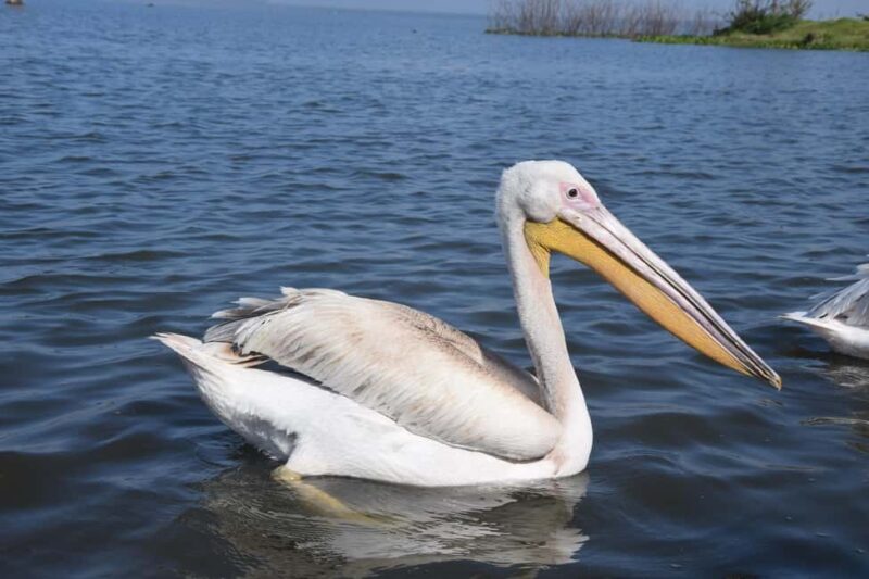 Lake Naivasha Tour: Kayak, Bike & Hike Through Hell's Gate! - Hiking Through Ol Njorowa Gorge